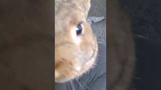 Bunny licks my leggings then tries to lick camera