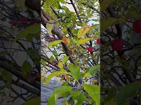 リンゴの木の根元に関連する植物はどれですか?  庭園