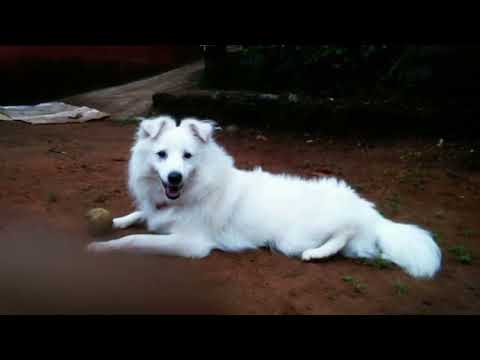 🐕my dog bunty🐕