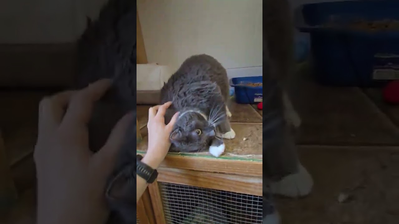 Enlarge Bella, a ADOPTABLE Domestic Short Hair in Shippenville, PA video 3/3