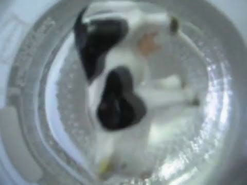 Cow