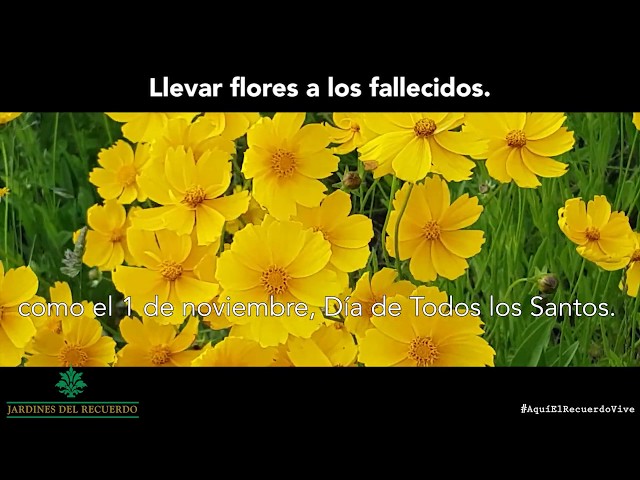 Vídeo relacionado con Esposti Árbol de la Vida | Libro de condolencias funerarias | Páginas Interiores Forradas Informales | En Caja | Negro | Tamaño 218 x 160 mm