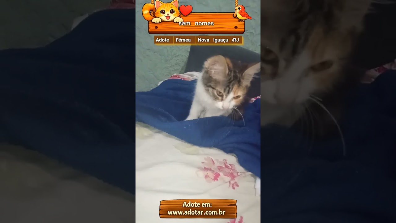 Gato raça SRD-ViraLata idade 2 a 6 meses nome sem nomes