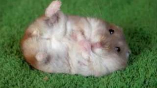 tHE ANNOYING SONG BY THE BUTTHOLE SURFERS