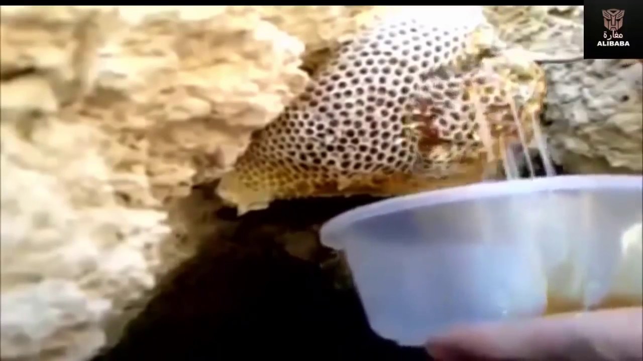 Дикий мед Wild honey