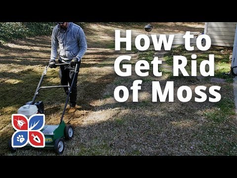  Do My Own Lawn Care - How to Get Rid of Moss Video 