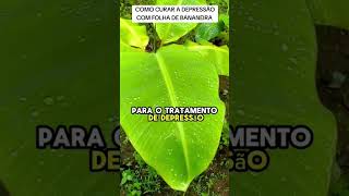 como curar depressão com folha de bananeira #depressão #plantasmedicinais