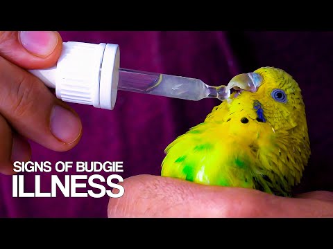 , title : 'Budgie Illness Signs and How to keep your Bird healthy'