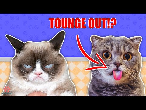 10 Cat Behaviors And What They Mean
