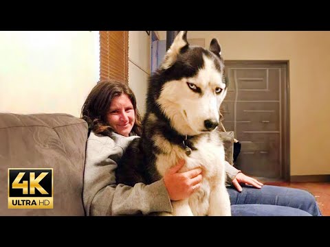 When Huskies Become the Queens of Drama! 🤣 Hilarious Animal Videos 2025