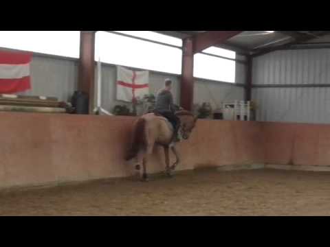 Quo Vados I x Corrado I, geb. 2008