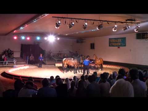 Ismer Stud - braune Zirkushengste