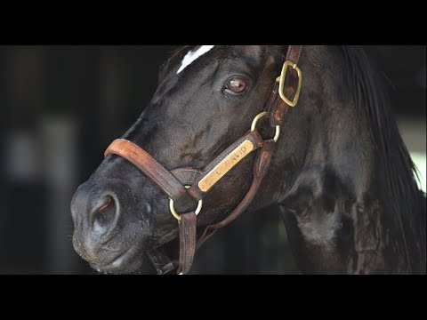 Kahraman Stud Tanıtım