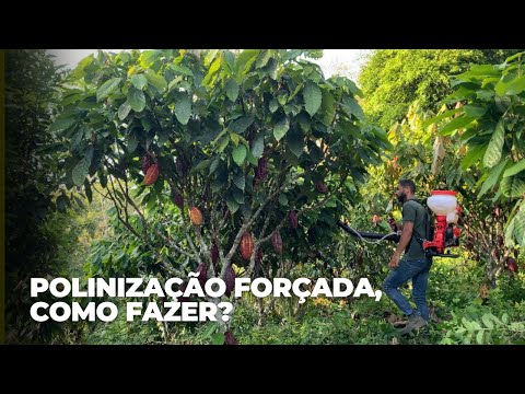 POLINIZAÇÃO FORÇADA NO CACAUEIRO, como fazer?