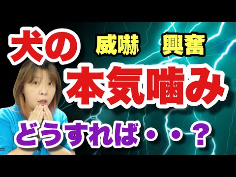 犬が噛むのをやめさせる方法