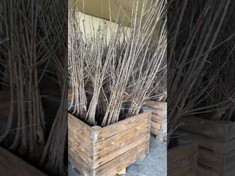 Przyjechały drzewka czereśni. Jakie odmiany?