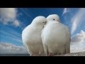 La Paloma (Instrumental) ~ Paul Mauriat (HD, HQ ...