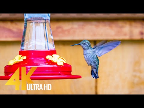 4K Backyard Animals - 10-bit Color Relaxation Video with Birds Chirping - Short Version