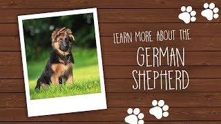 German Shepherd