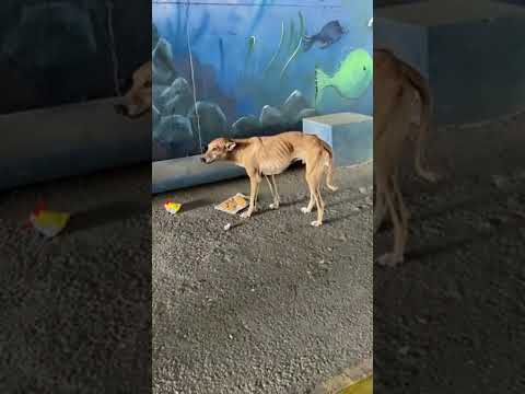 Feeding Stray Dogs Daily | My Dose of Love, Peace & Healing. #viralshorts #feedshorts #humanity