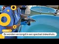 Onderkoelde schildpadden krijgen een tropische vakantie