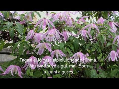 Elulõnga lõikus sügisel Roogoja talus www.roogoja.ee