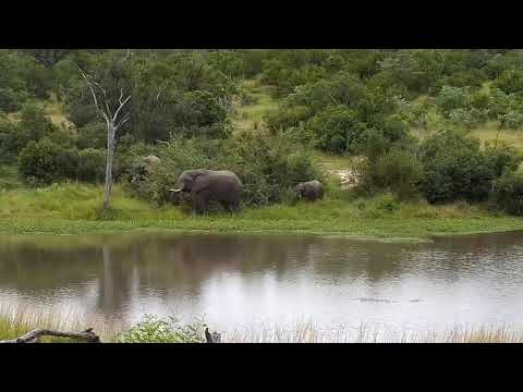 Djuma: Elephant pushes over tree other side of dam - 09:20 - 03/17/21