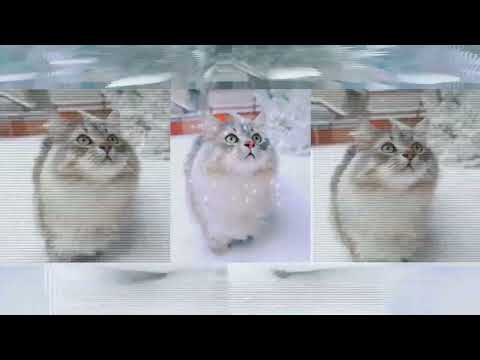 funny cats fun moments  //  @KumariCandy