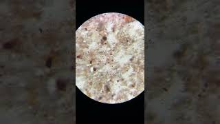 冰淇淋微觀世界:探索隱藏在甜美表面的微生物奇蹟 #冰淇淋 #微生物 #科學探索English: Microcosm of the Ice Cream Microbiome #shorts #short