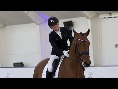 SH Finest Hour by Franklin / Zack - stallion born 2018 (ENG)