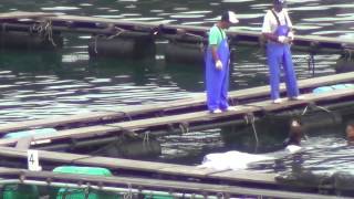 Dead captive pilot whale in Taiji, Japan