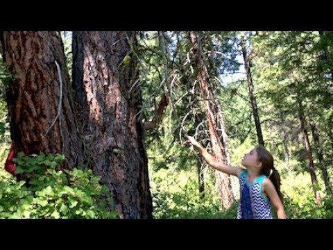 The Greatest Treehouse Ever? -- Treehouse Build #1