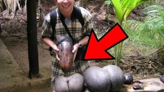 12 Strange Things Found in Jungles