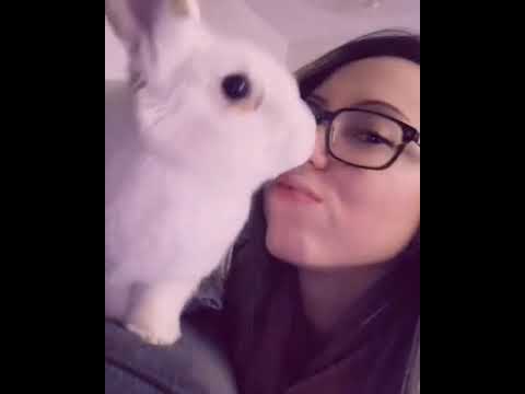 , title : 'Cute Bunny kissing my nose - cute bunny video'