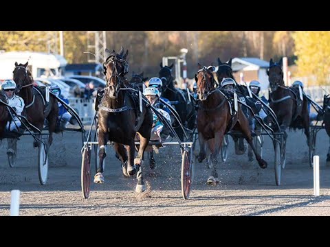 ADMIRAL AS 🇮🇹 (FIGLIO READY CASH) DOMINA LA SILVERDIVISIONEN DI OREBRO IN SVEZIA - 23/10/2021