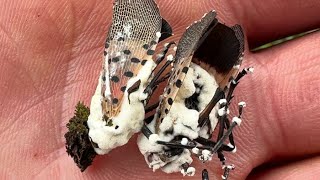 Spotted Lantern Fly and Beauveria Bassiana