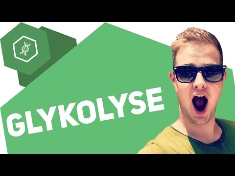 Die Glykolyse — Advanced (Oberstufe)
