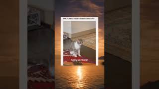 Download lagu kucing bisa ngomong ' kamu yang mau, kamu yang marah ' mp3
