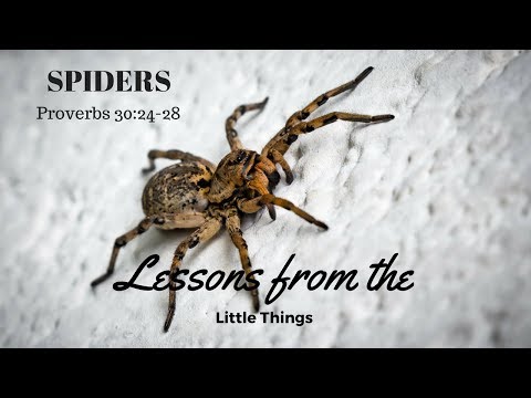 SPIDERS: Lessons From The Little Things (4 of 4)