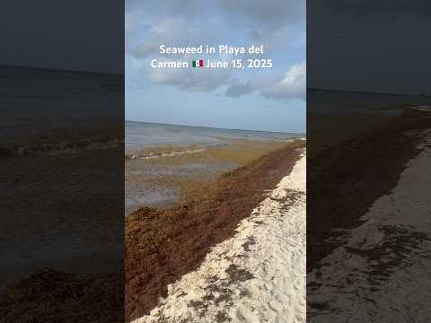 #seaweed #sargassum #playadelcarmen #beach #playa #mexico #méxico #mexicotravel #travel #sargazo
