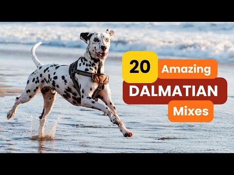 Dalmatian And Doberman Mix