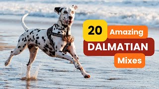 20 Amazing DALMATIAN Mixes That Will Steal Your Heart