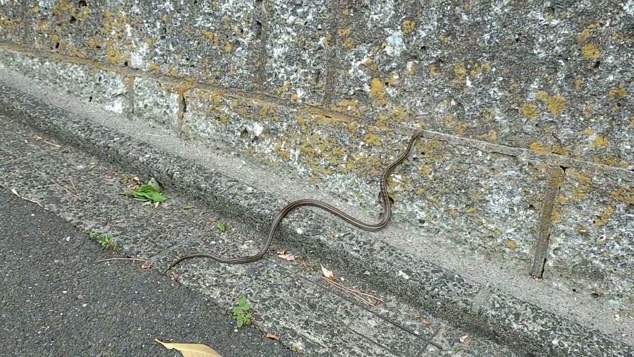 石壁を登るシマヘビ（激走ヘビさん）