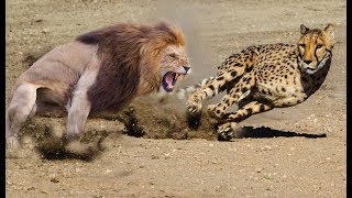 Amazing Male Lion Vs Cheetah In Africa  | Who Will Be The Winner ?