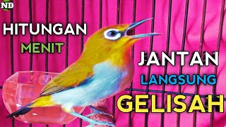 Download lagu Suara Pleci Betina Memanggil Jantan mp3 Download lagu Suara Pleci Betina Memanggil Jantan mp3