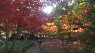 Japanese Garden Presentation 2020 video