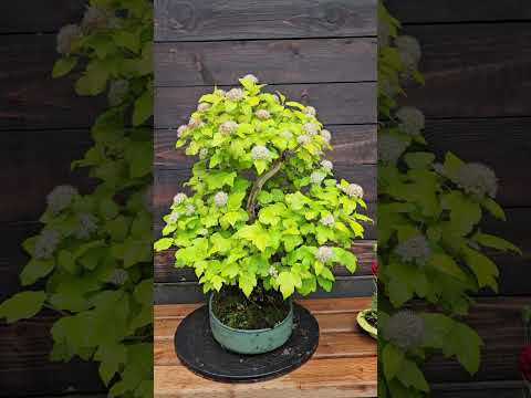 From a free tree to Bonsai - Ninebark Tree #bonsai