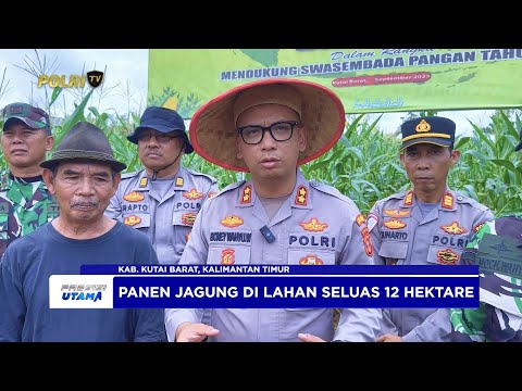 POLRES KUBAR LAKSANAKAN PANEN JAGUNG SERENTAK DI LAHAN 12 HEKTARE