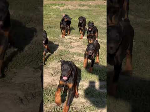 Doberman puppies, 3 months old !🖤😍 #dog #dogs #puppies #puppy #doberman