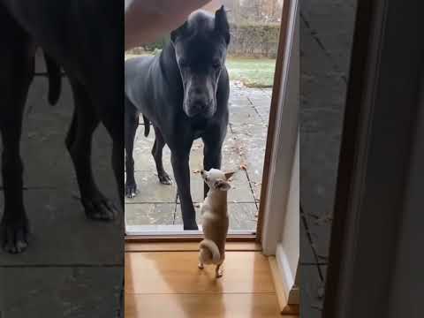 He Barks Like a Tough Guy… Until the Door Opens 😂🐶 | Funny Dog Reaction #funny #dog